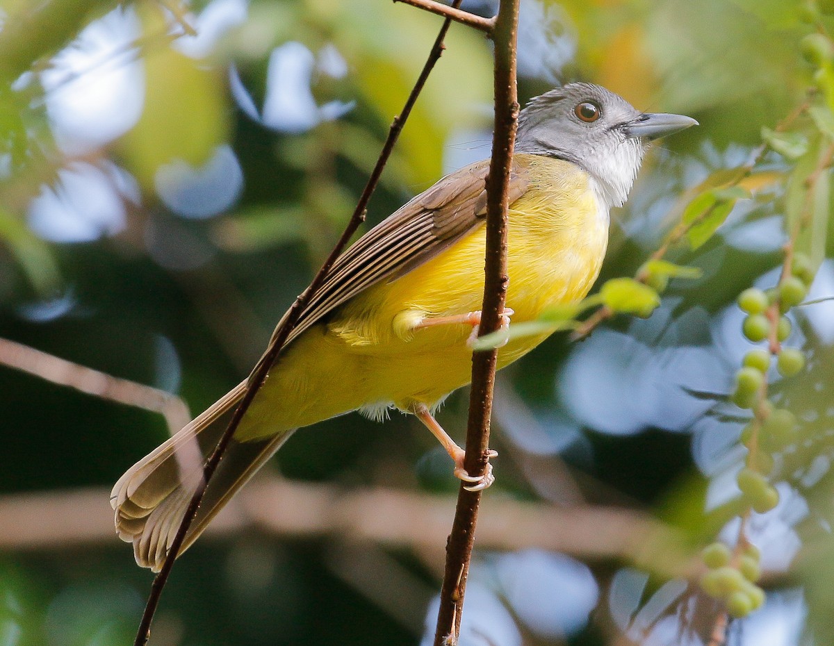 Yellow-bellied Bulbul - Neoh Hor Kee