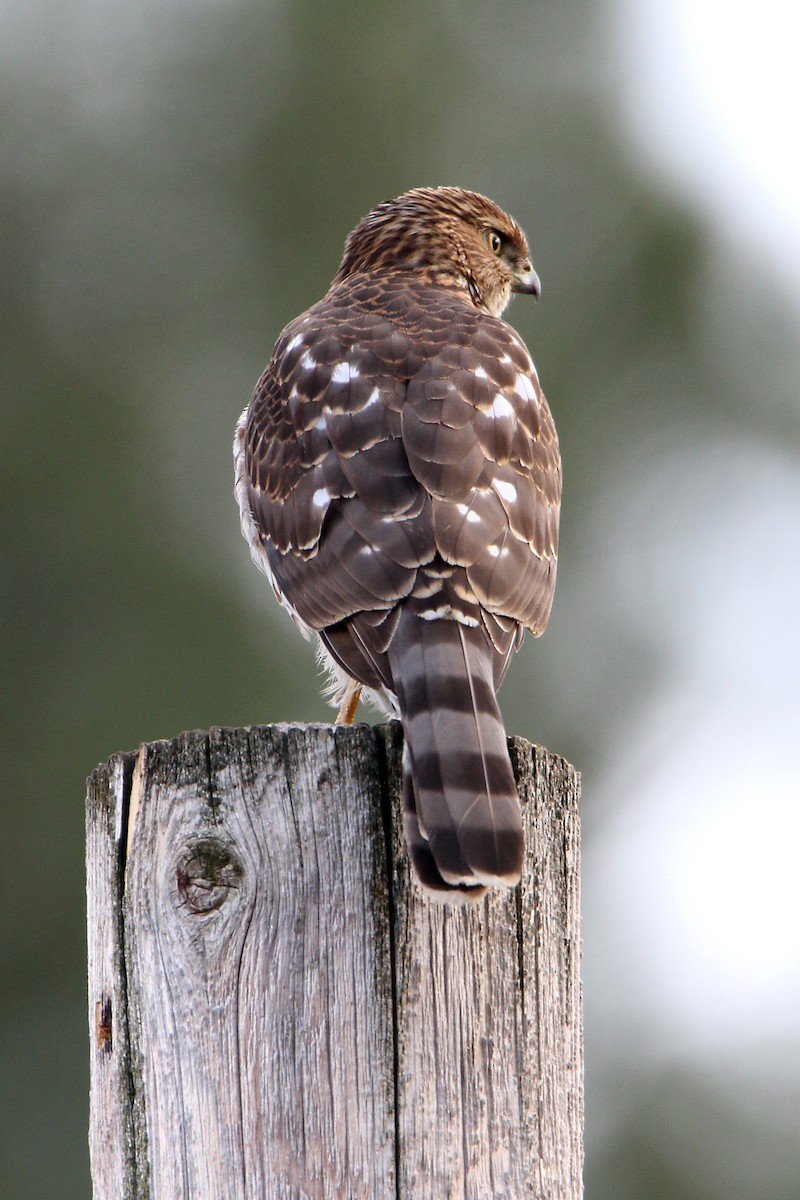 Cooper's Hawk - Marlene Cashen