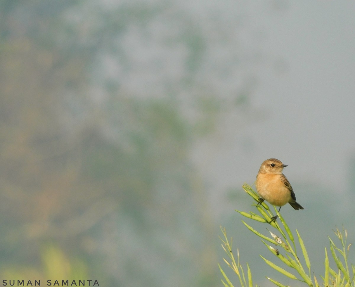 Siberian Stonechat - Suman Samanta