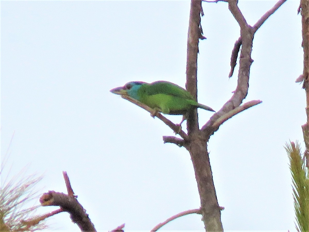 barbet modrolící - ML209262371