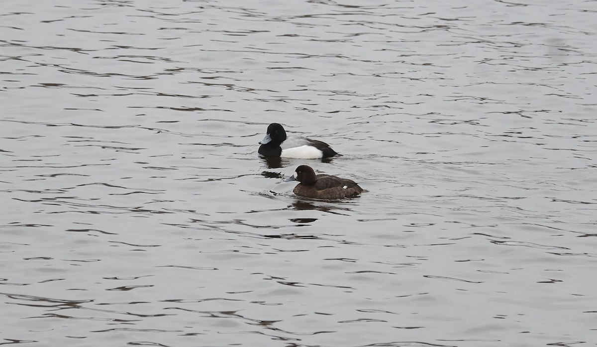 Greater Scaup - ML209263451