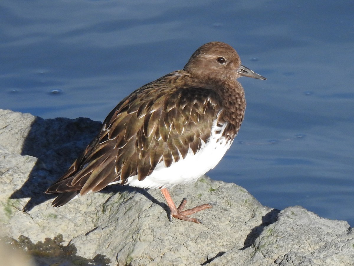 Black Turnstone - Anonymous