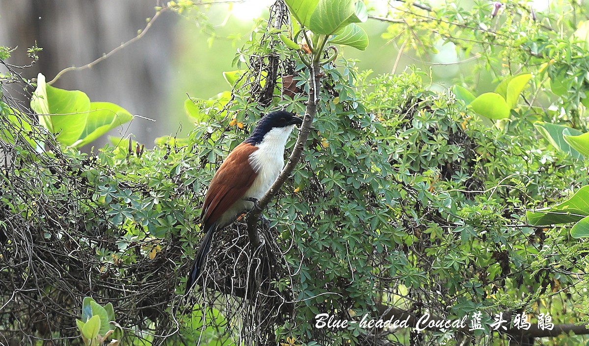 Blue-headed Coucal - ML209266561