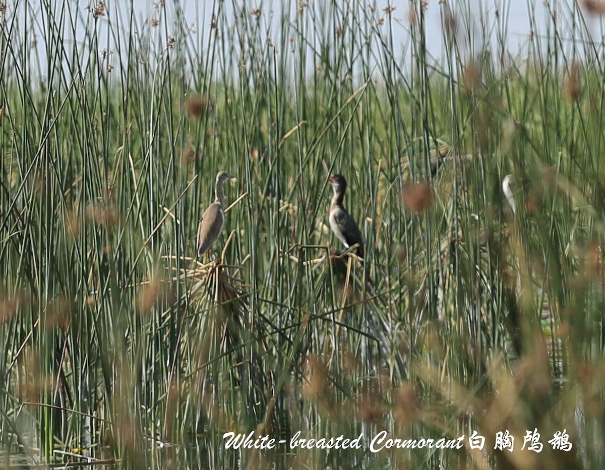 Great Cormorant (White-breasted) - Qiang Zeng