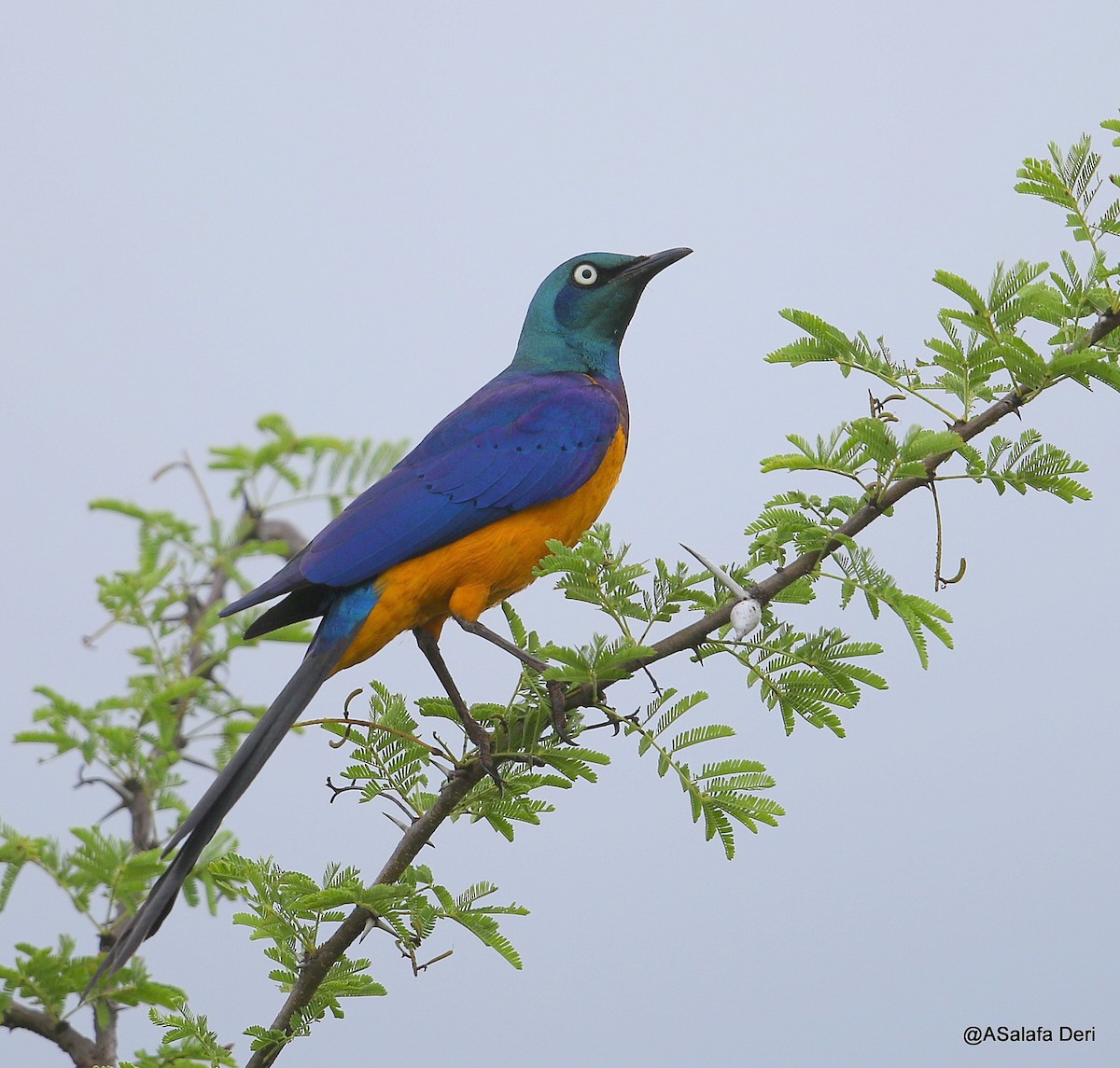 Golden-breasted Starling - Fanis Theofanopoulos (ASalafa Deri)