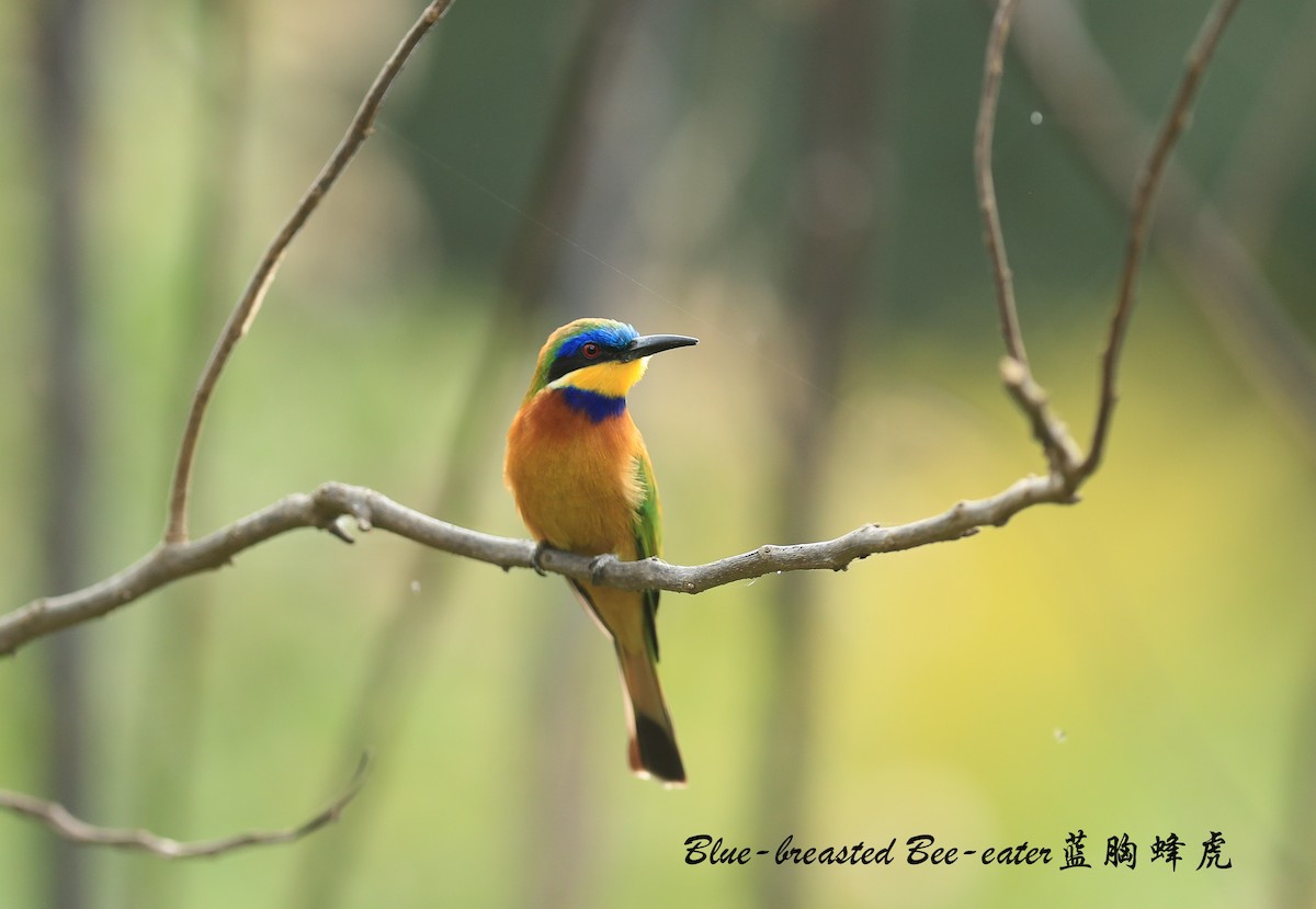 Ethiopian Bee-eater - ML209266821