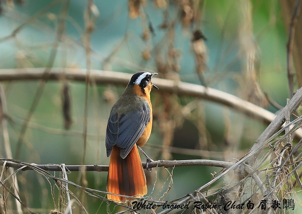 White-browed Robin-Chat - ML209266911