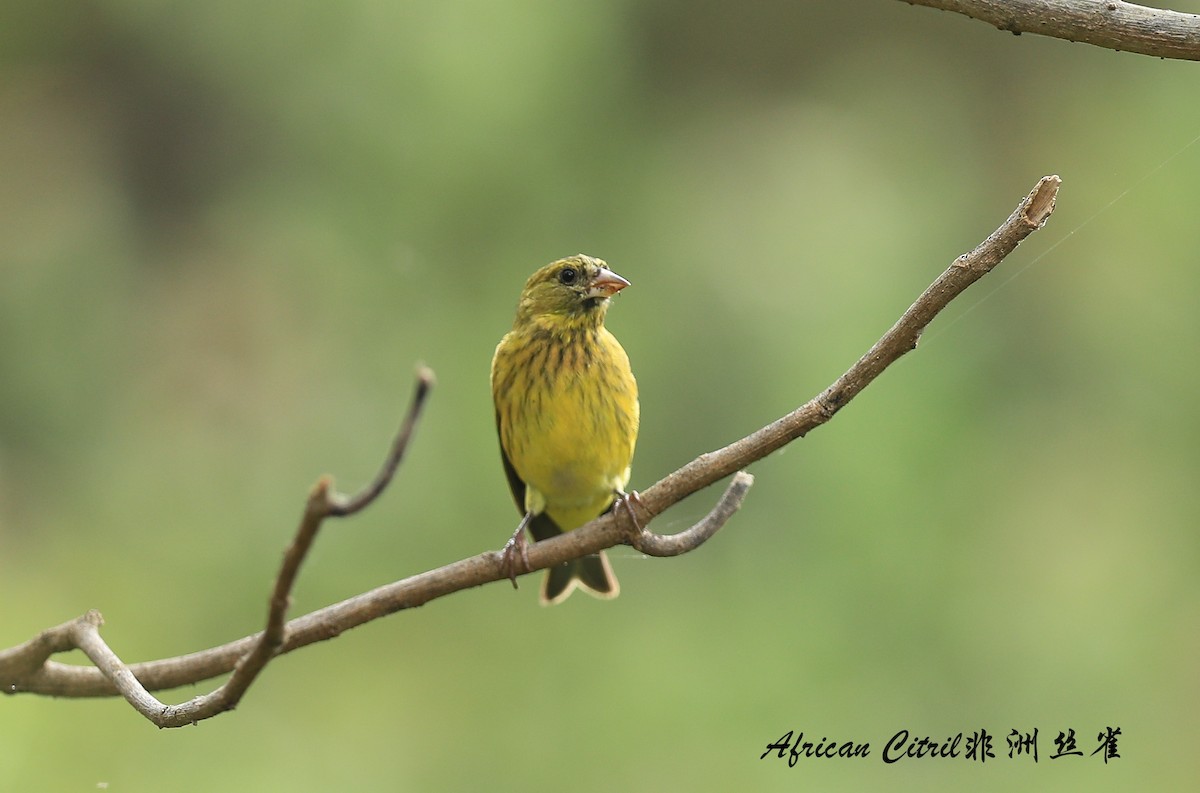 African Citril - Qiang Zeng