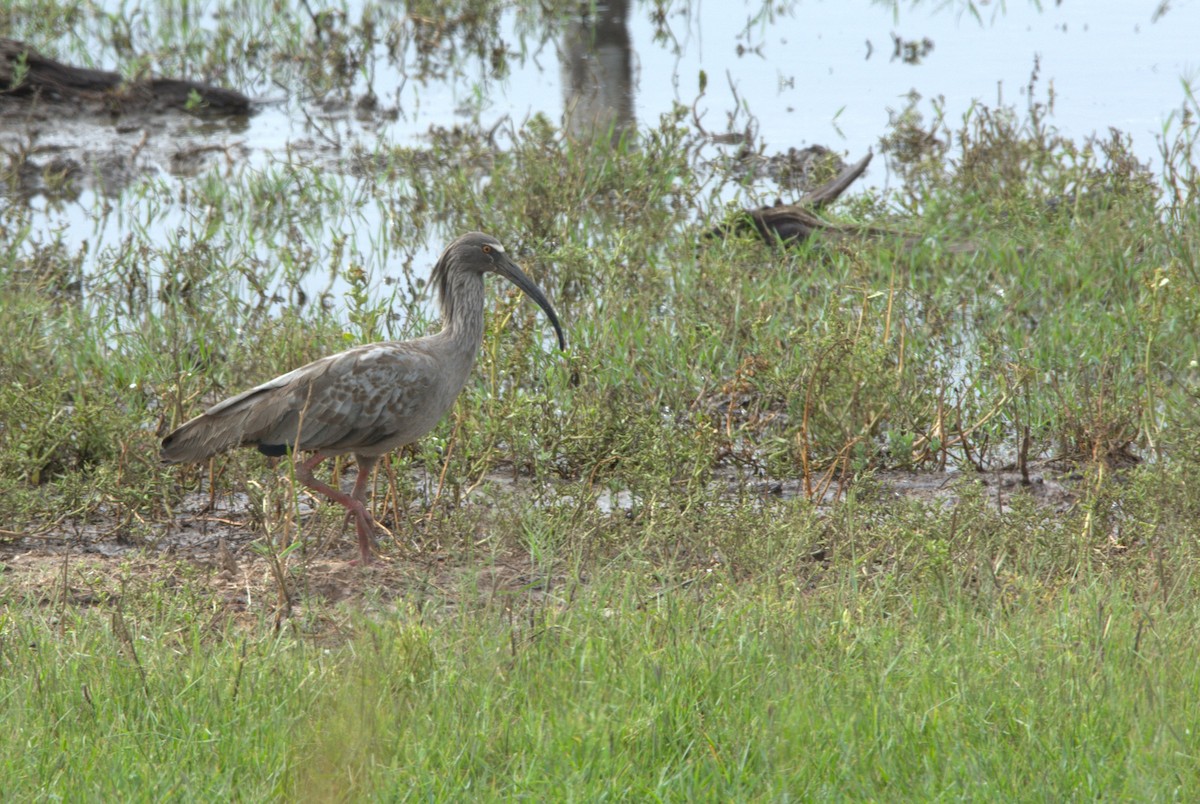 Plumbeous Ibis - ML209267351