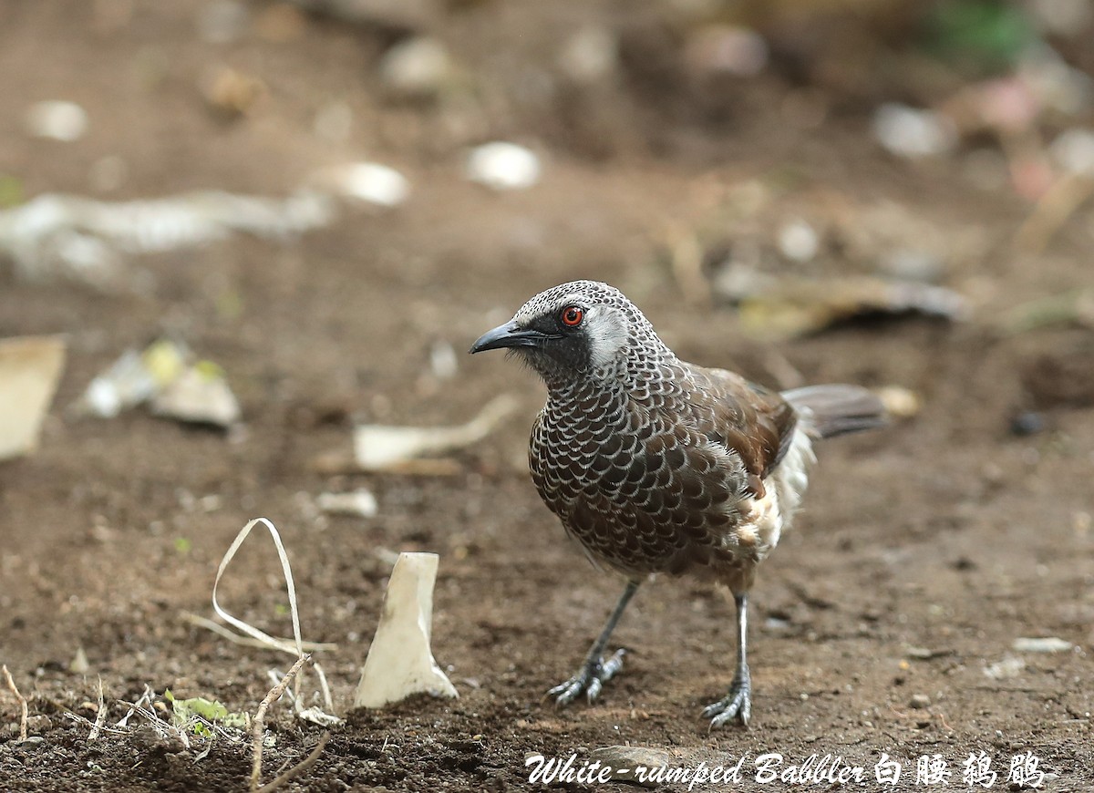 White-rumped Babbler - ML209267821