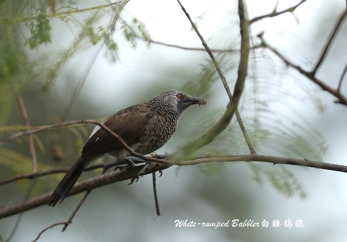 White-rumped Babbler - Qiang Zeng