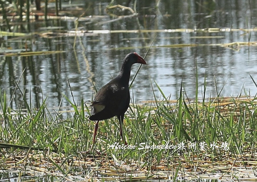 African Swamphen - ML209268011