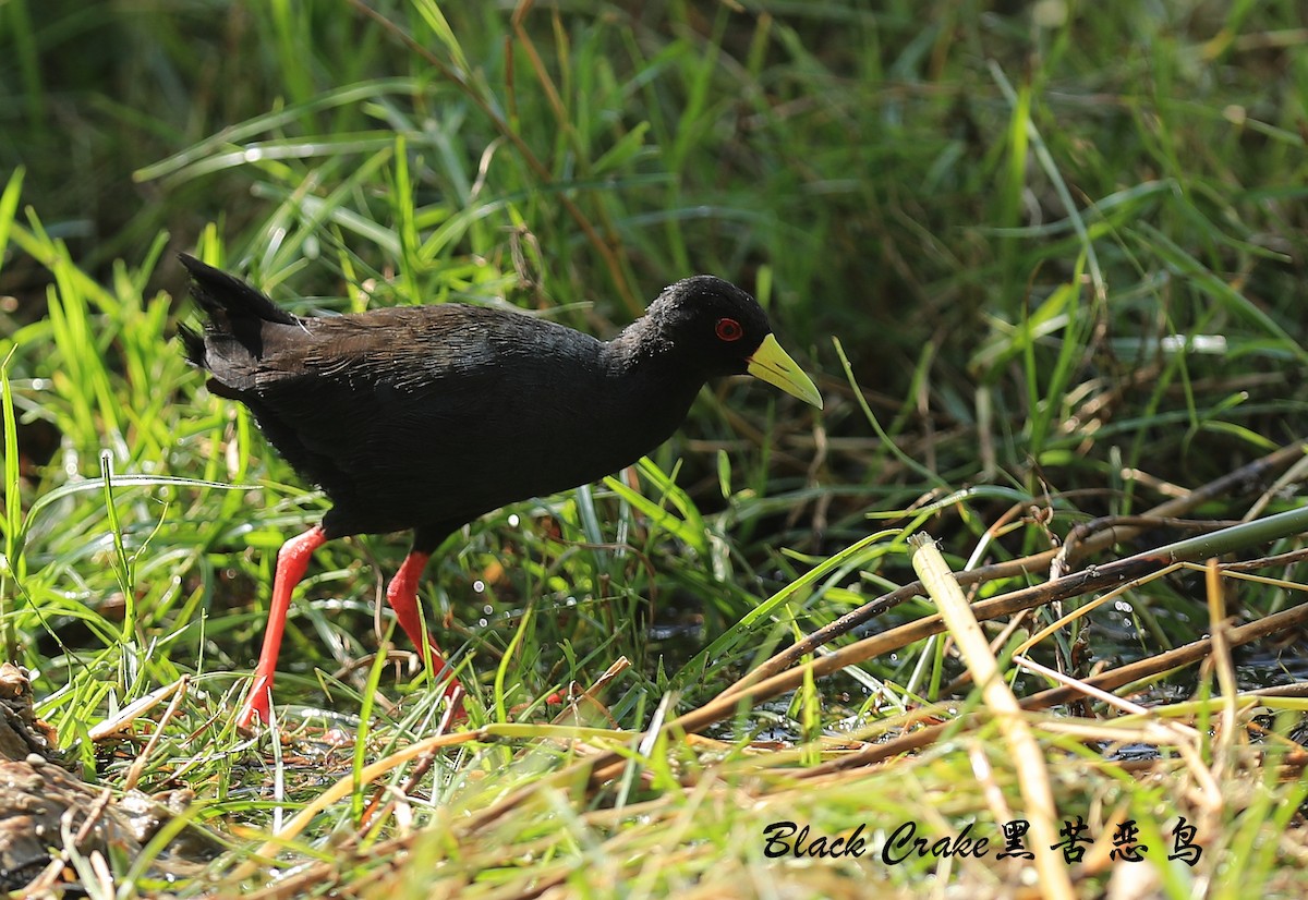 Black Crake - Qiang Zeng