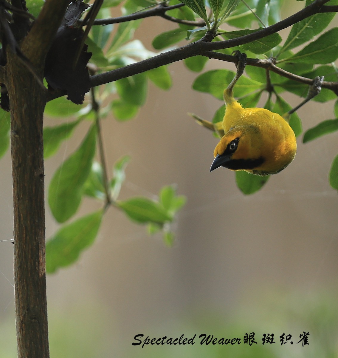 Spectacled Weaver - ML209268141