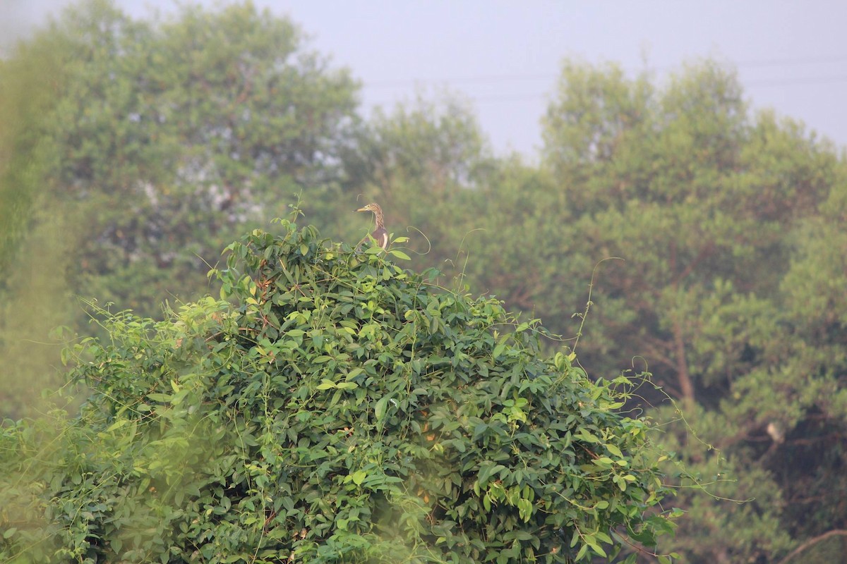 Indian Pond-Heron - ML20927011