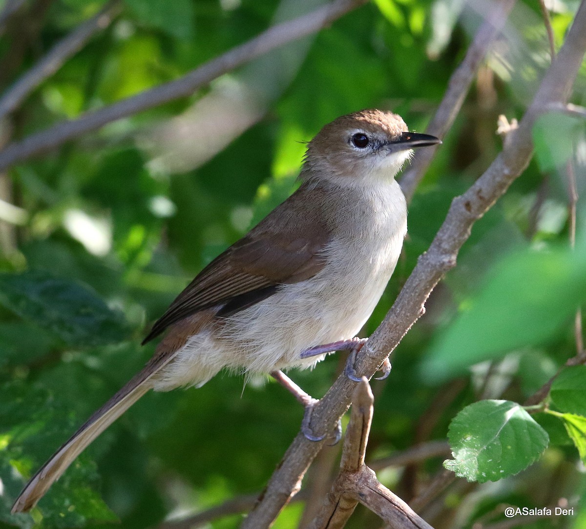 Northern Brownbul - Fanis Theofanopoulos (ASalafa Deri) 🐐