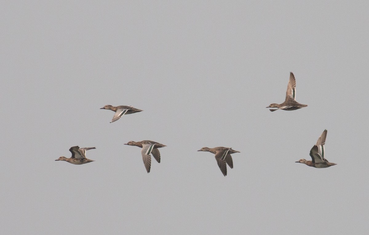 Garganey - ML209272511