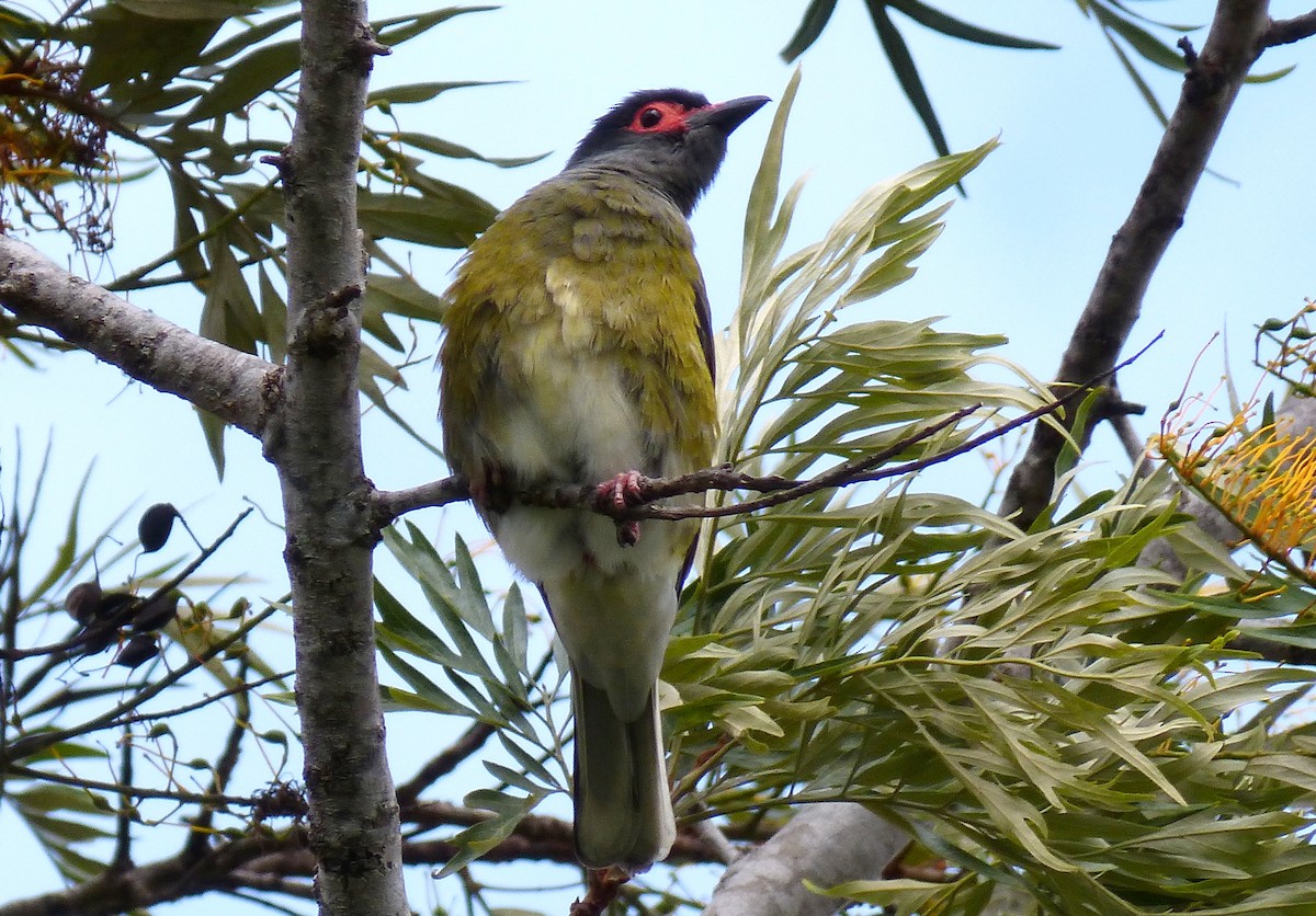 Australasian Figbird - ML20927271