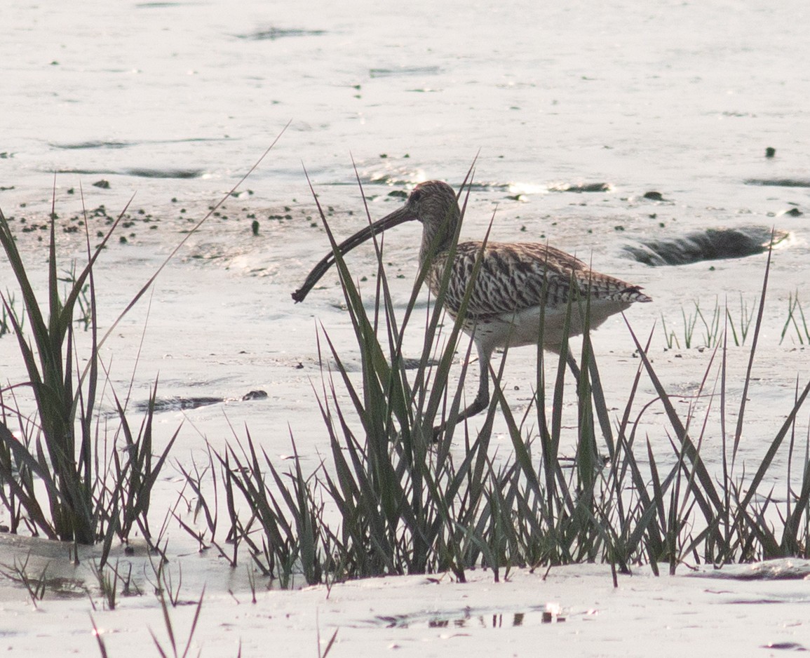 Eurasian Curlew - ML209273081