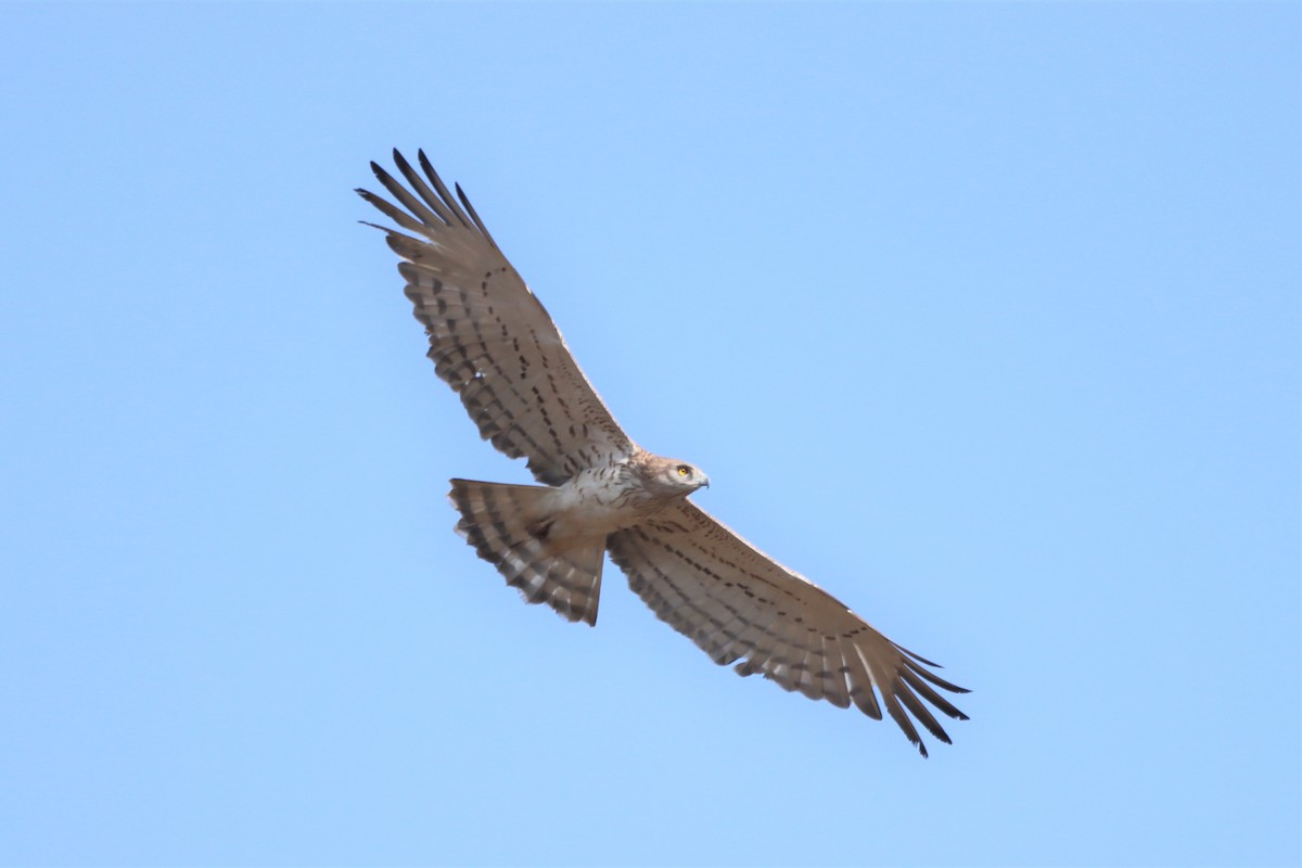 Short-toed Snake-Eagle - Novelkumar M S