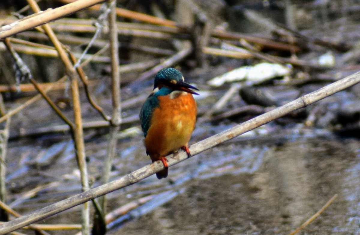 Common Kingfisher - Silas Powell