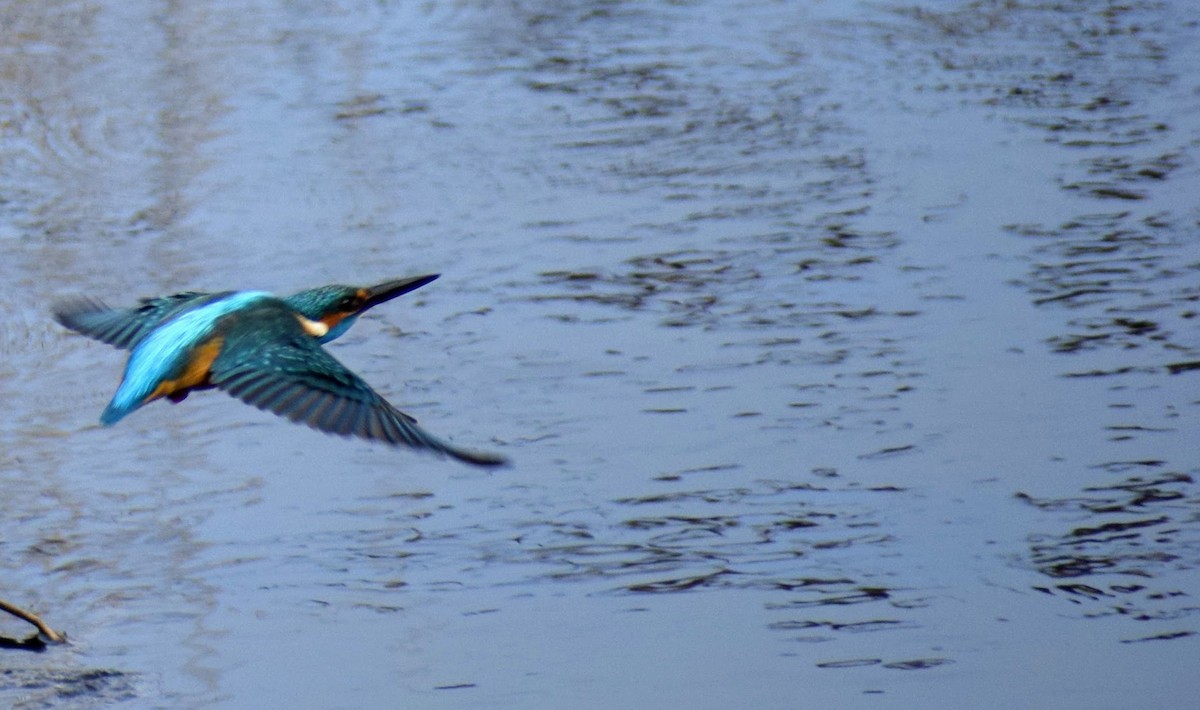 Common Kingfisher - ML209273861