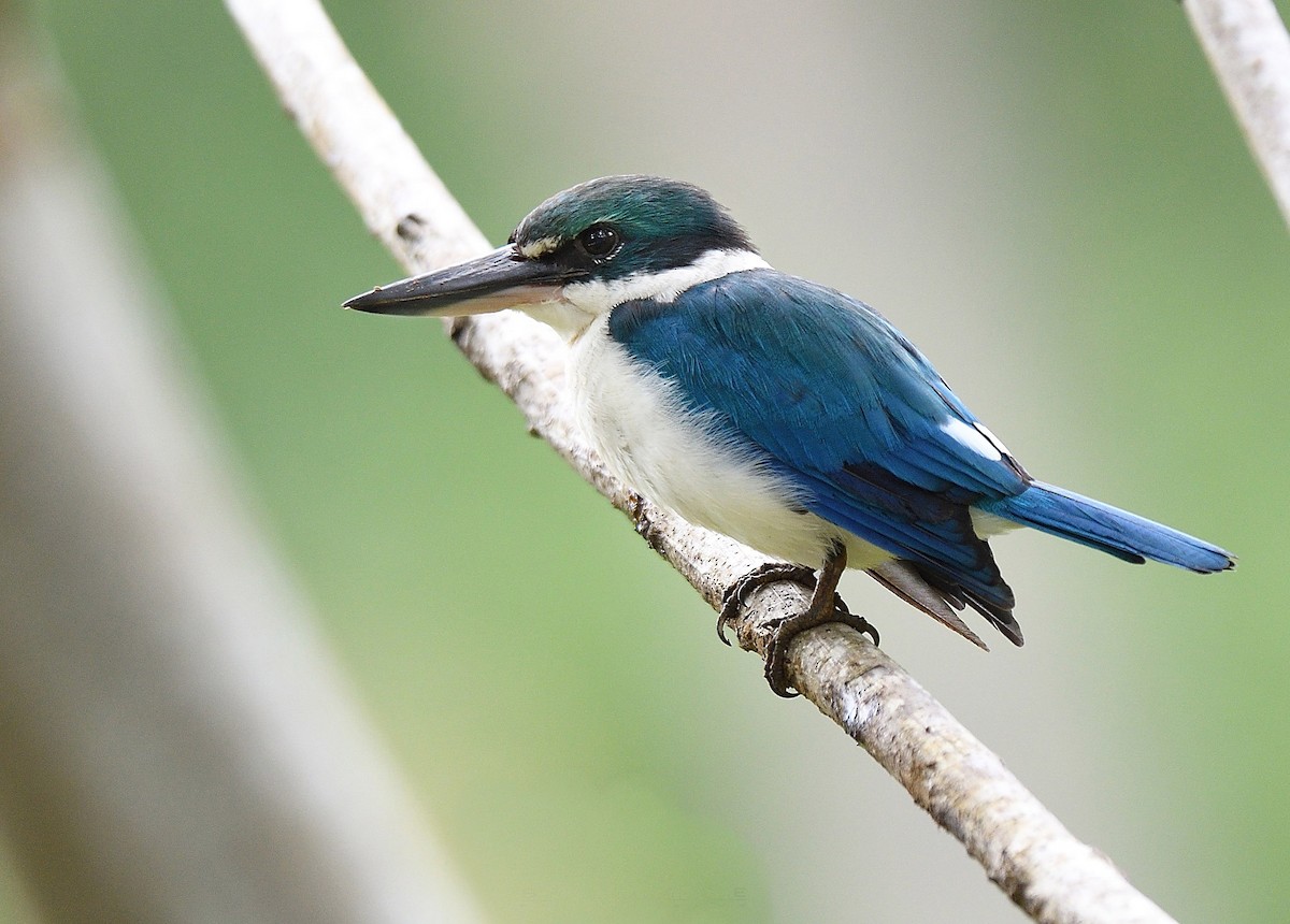 Collared Kingfisher - ML209274221