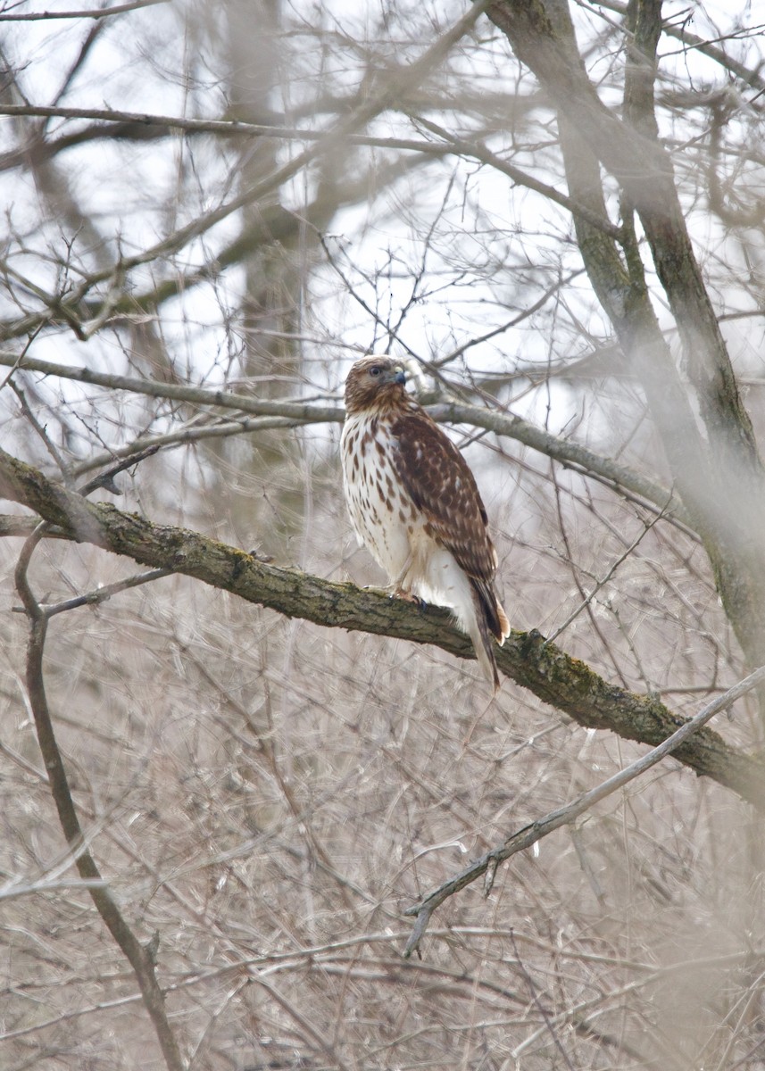 Red-shouldered Hawk - Jon Cefus