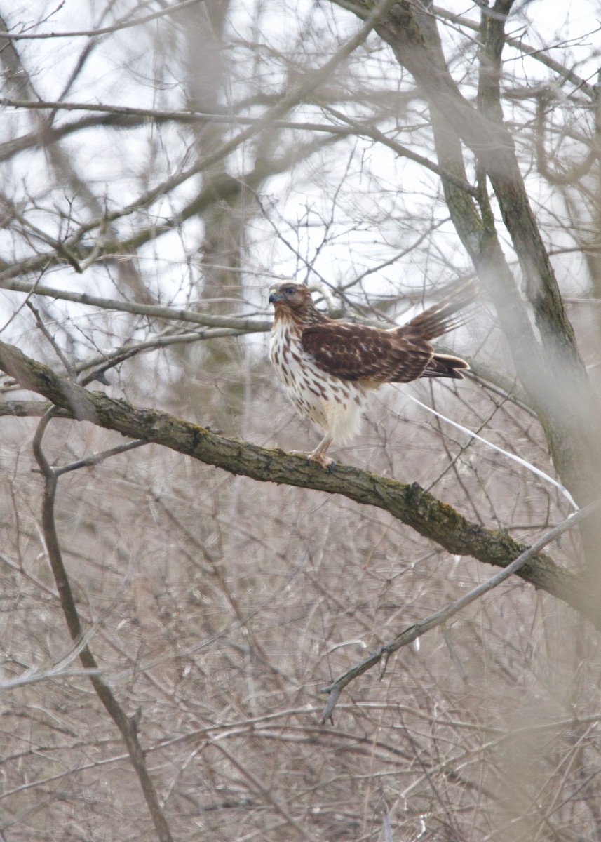 Red-shouldered Hawk - Jon Cefus