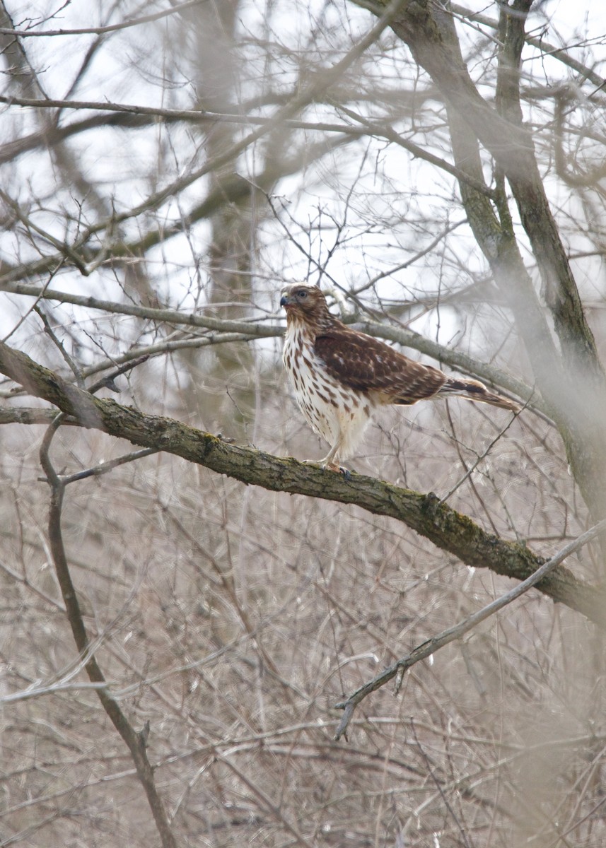 Red-shouldered Hawk - ML209276821