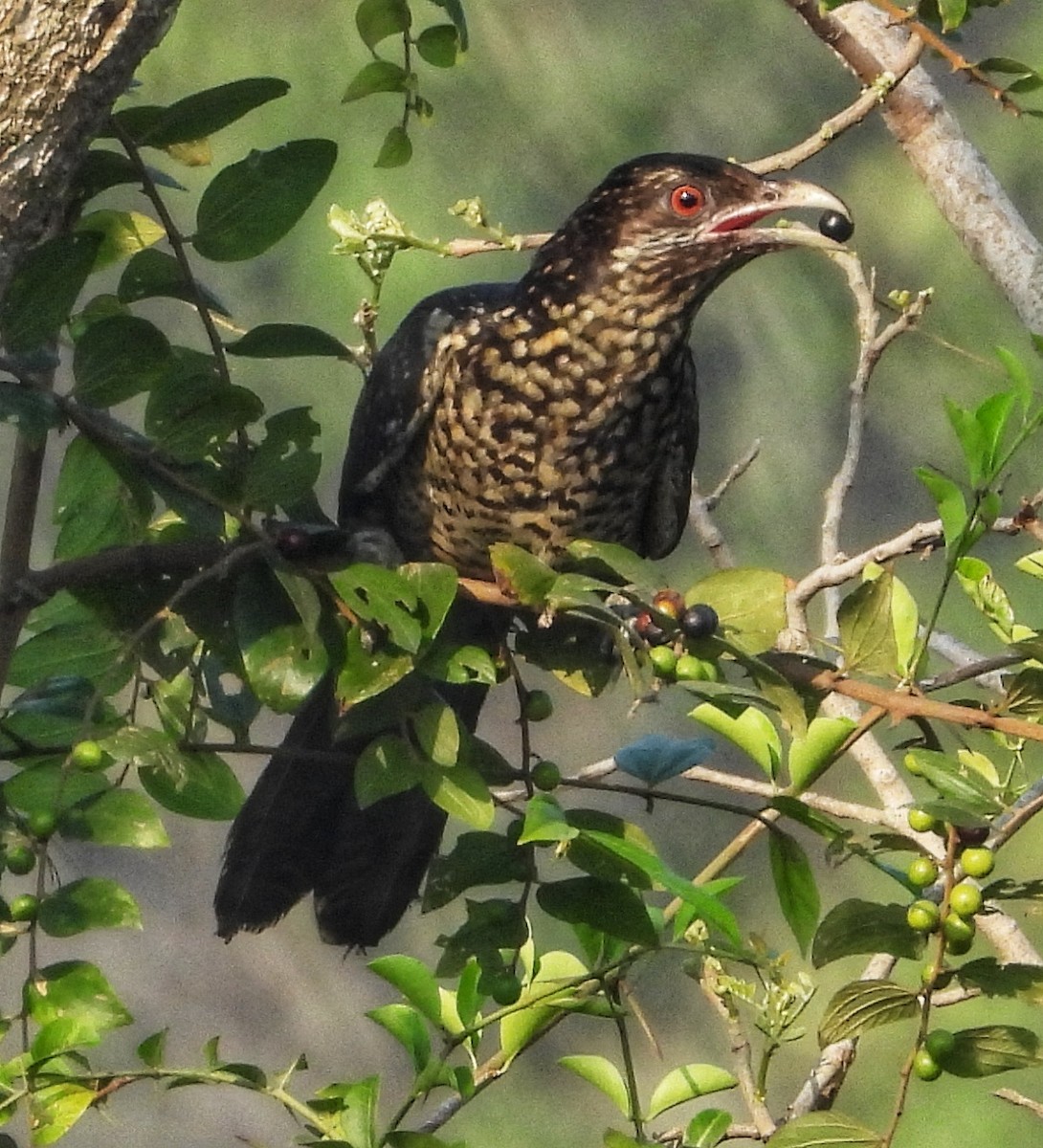 Asian Koel - Surendra Kumar R