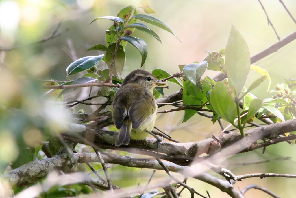 Timor Leaf Warbler (Flores) - Yovie Jehabut