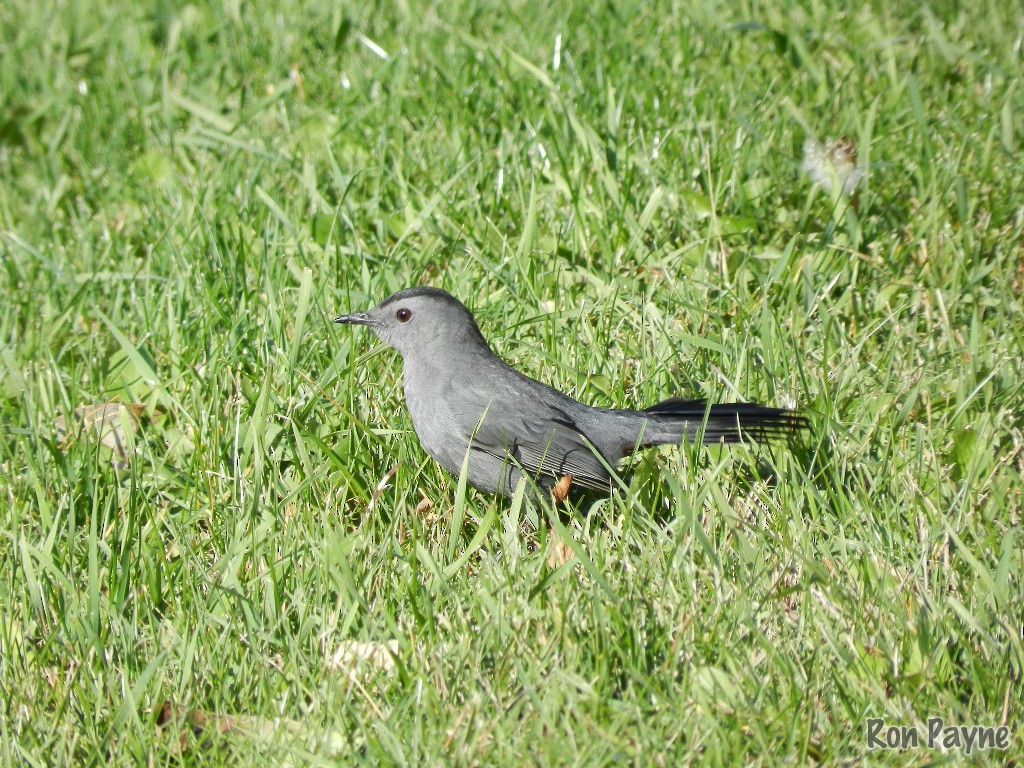 Gray Catbird - ML20927771