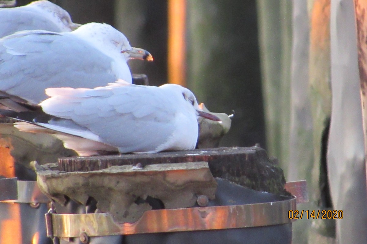 Mouette rieuse - ML209278811