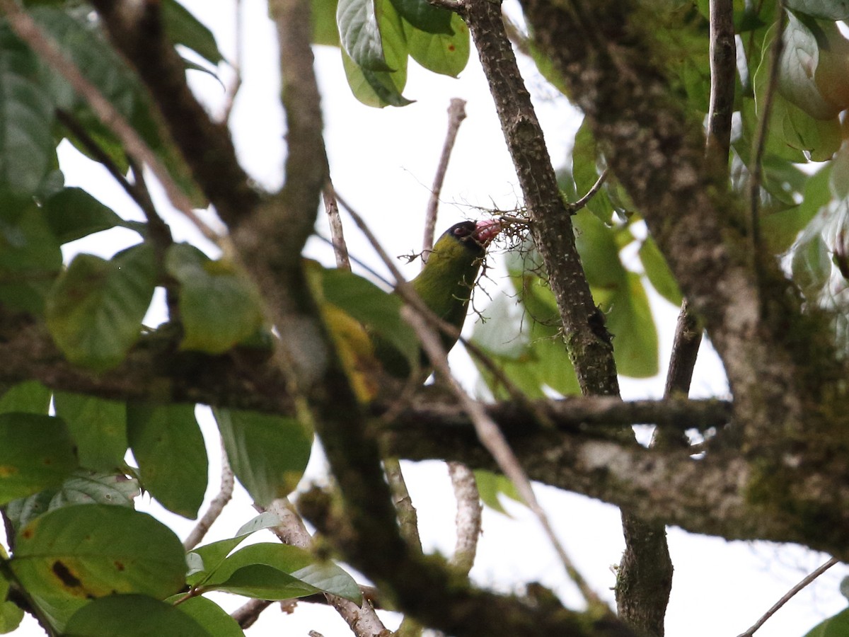 Pink-billed Parrotfinch - ML209280761