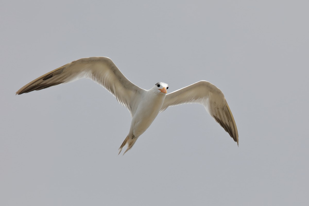 Royal Tern - Holger Teichmann
