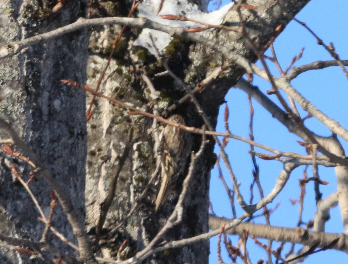 Brown Creeper - ML209282721