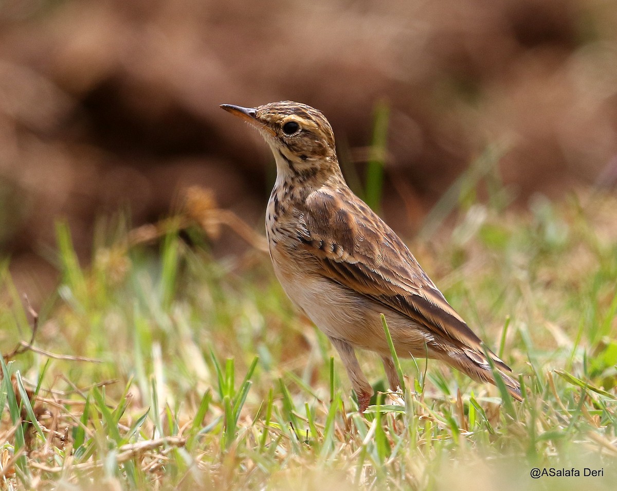 Bisbita Africano (grupo cinnamomeus) - ML209282971