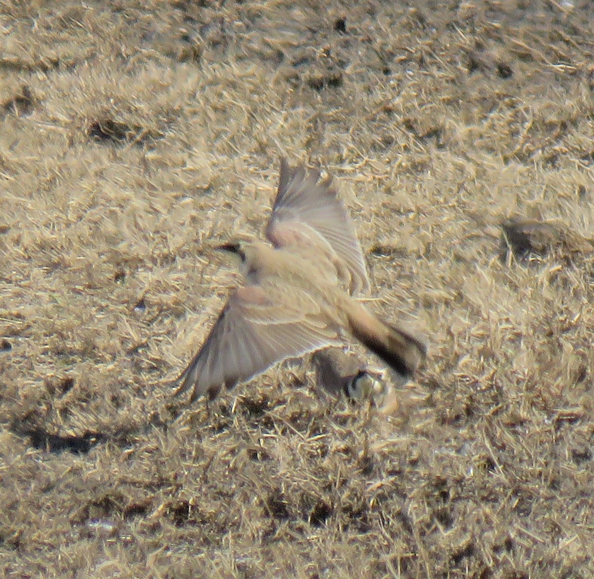 Horned Lark - ML209283241