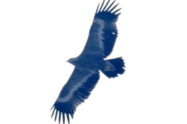 Águila Esteparia - ML209283631