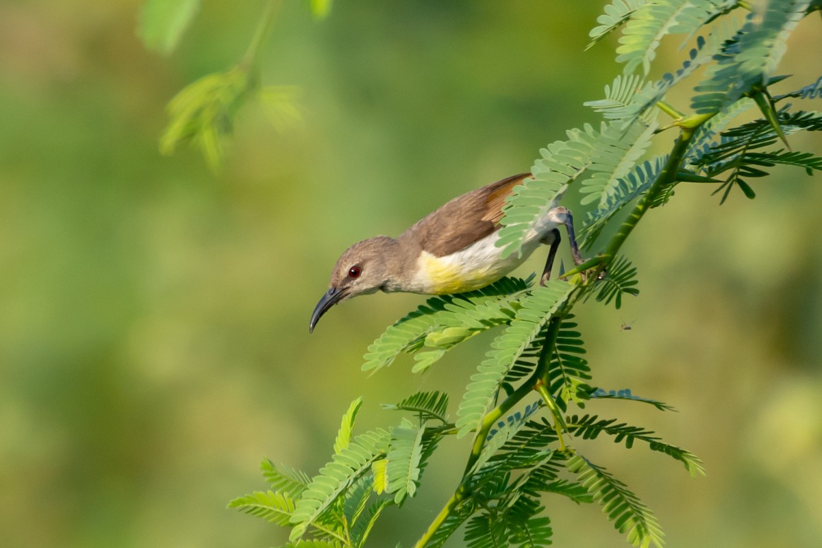 Purple-rumped Sunbird - ML209285311