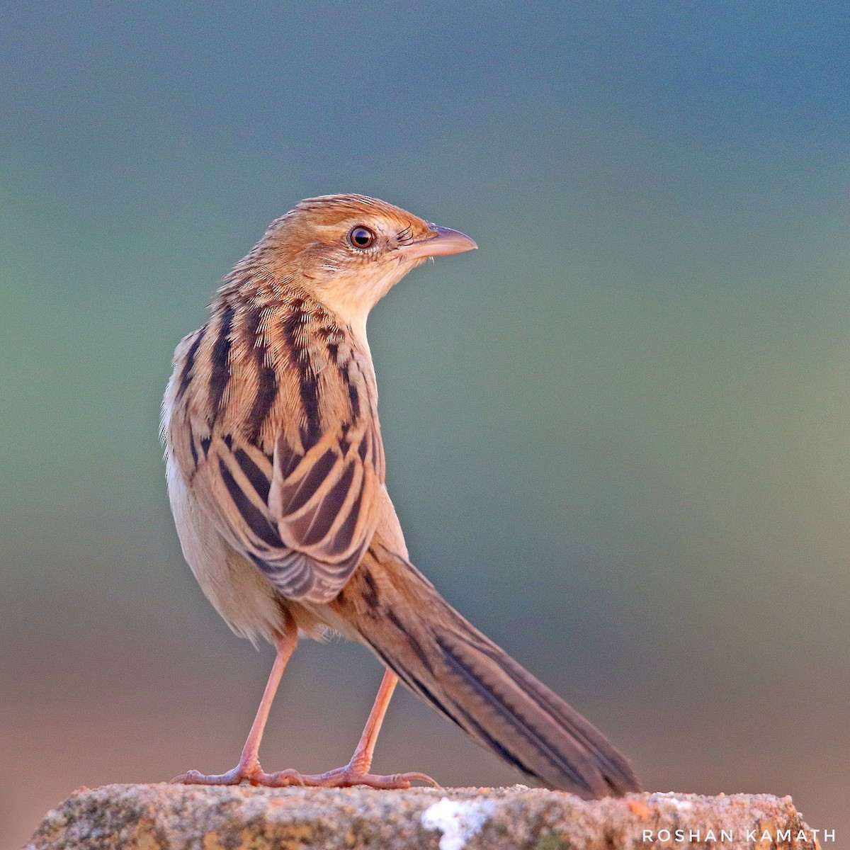 Bristled Grassbird - Roshan  Kamath