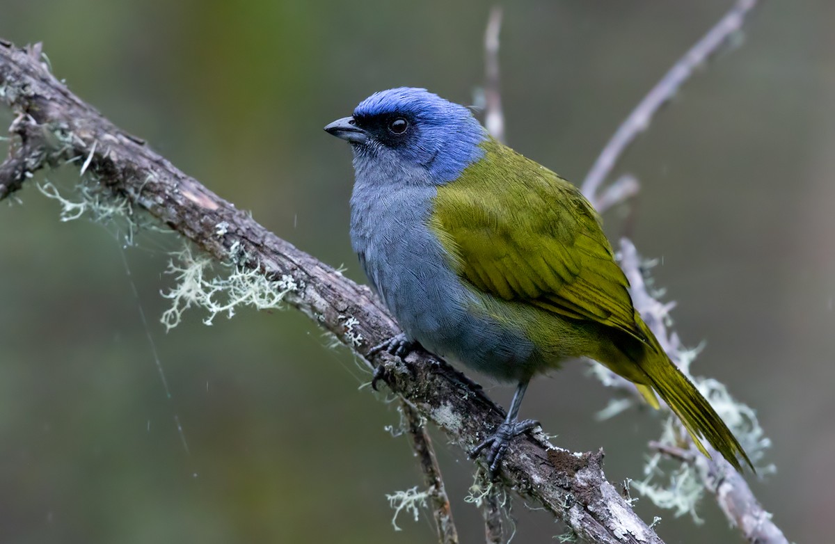 Blue-capped Tanager - Lars Petersson | My World of Bird Photography
