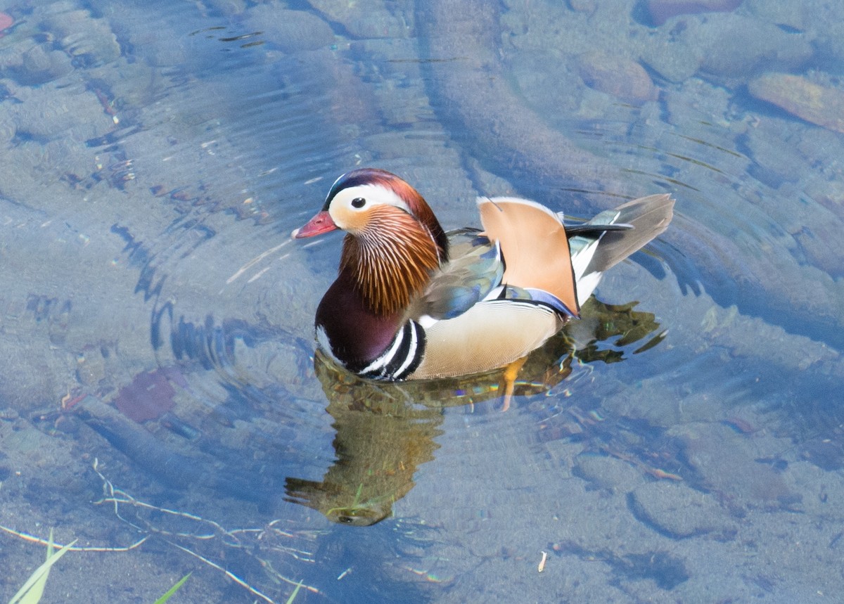 Mandarin Duck - ML209287891