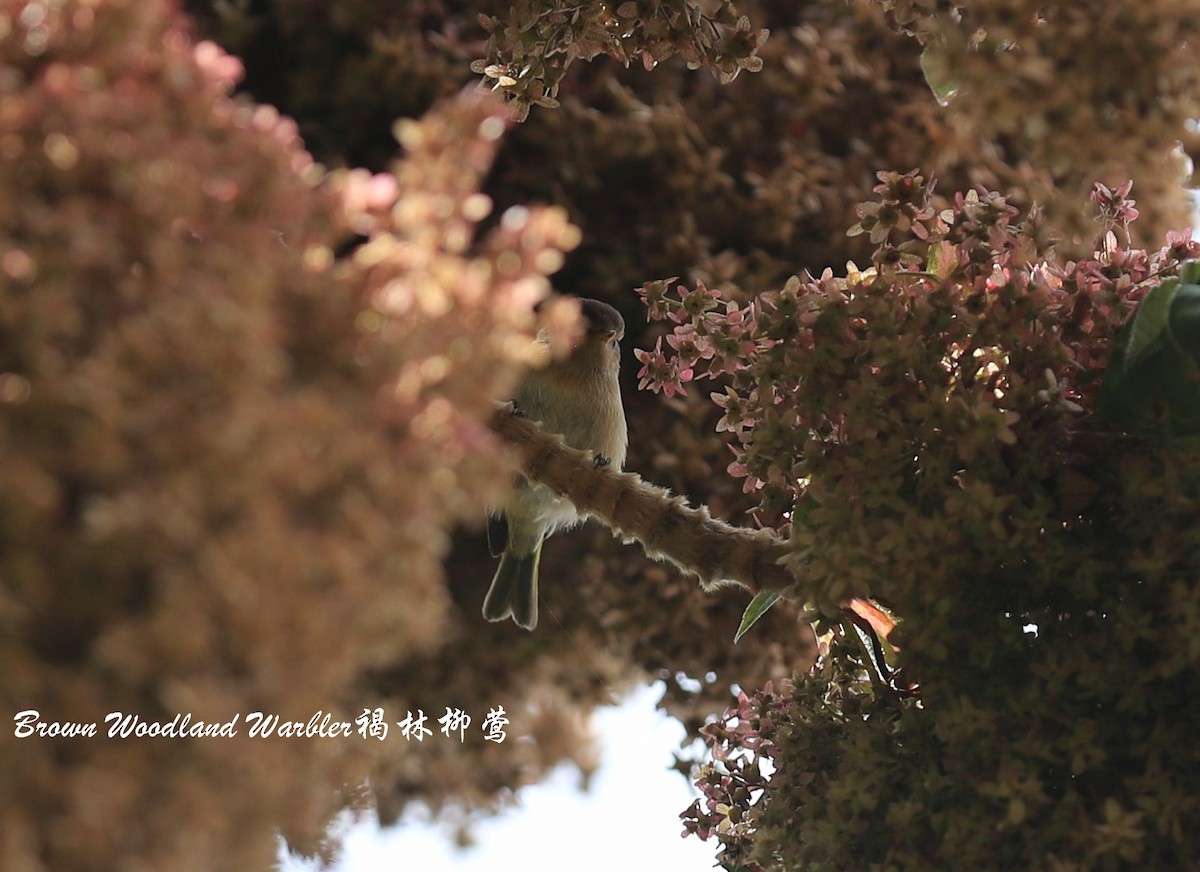 Brown Woodland-Warbler - ML209289161