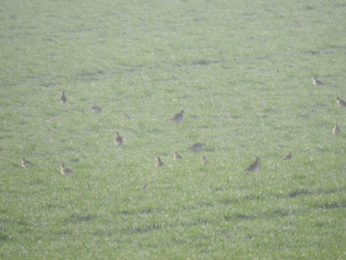 European Golden-Plover - ML209289701