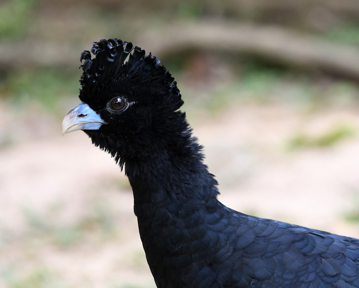 Blue-billed Curassow - ML209292141