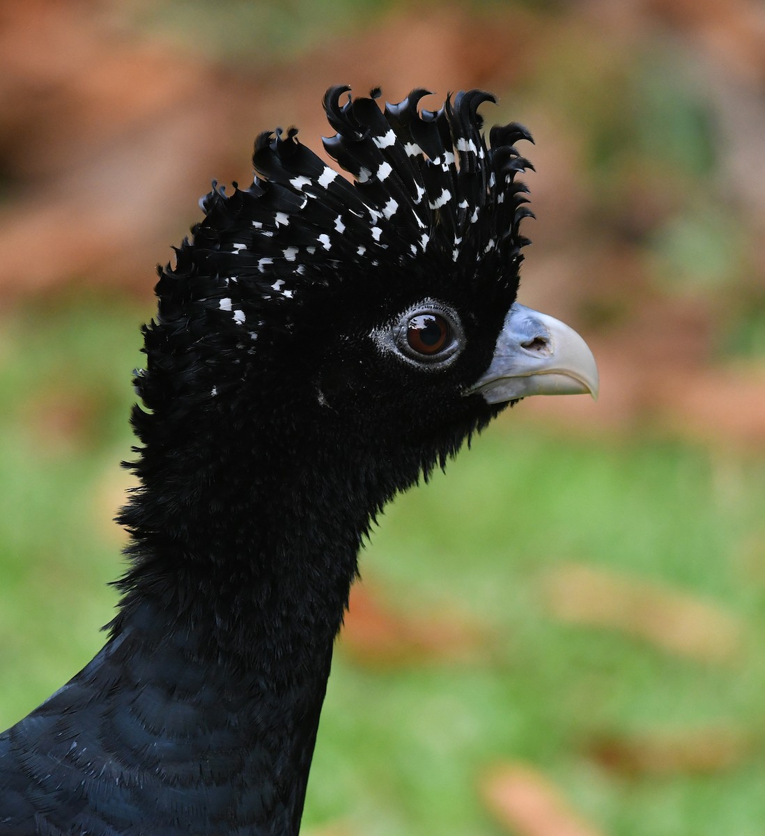 Blue-billed Curassow - Joshua Vandermeulen