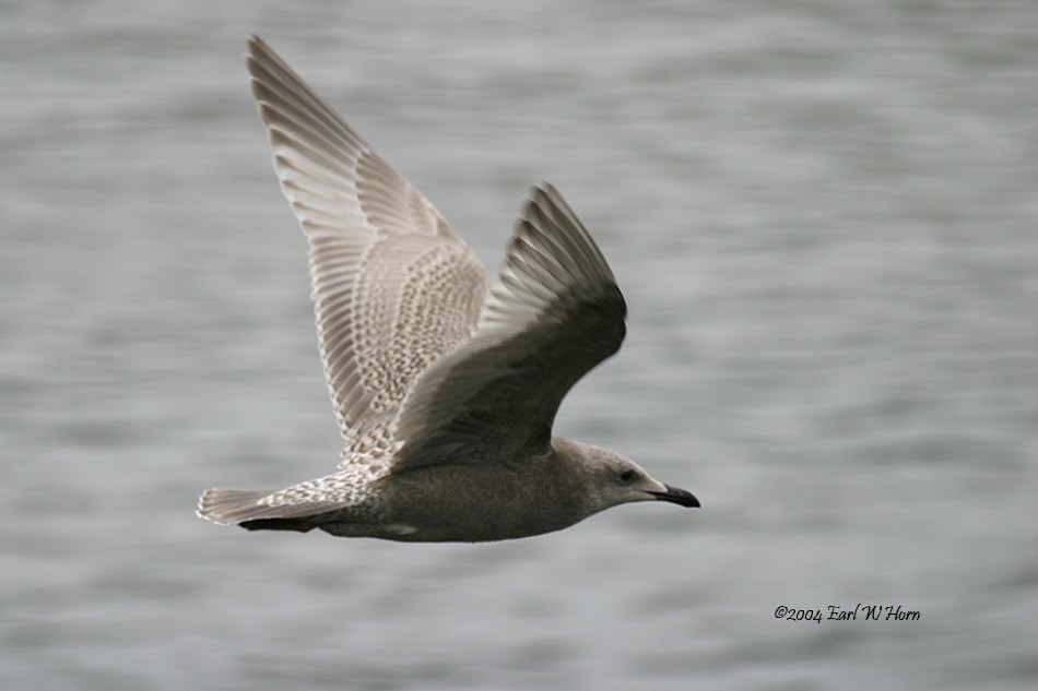 Iceland Gull (Thayer's) - ML20929351