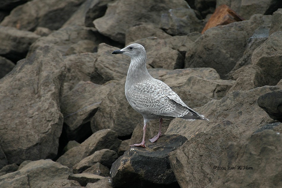 Iceland Gull (Thayer's) - ML20929361